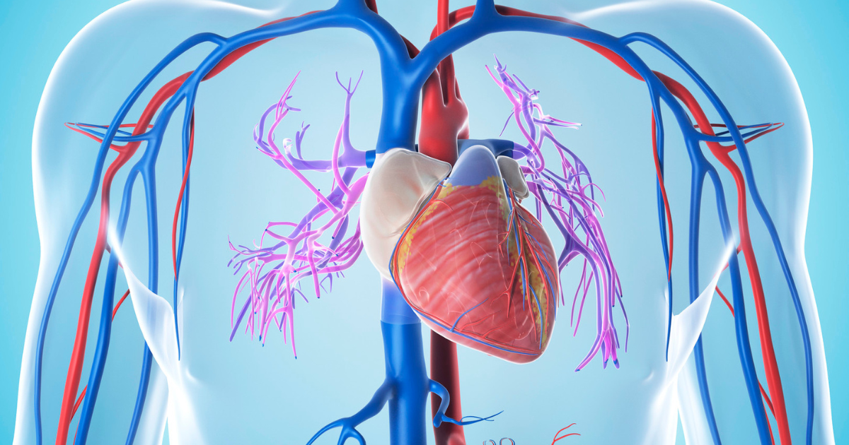 Аритмията и Зеления чай, Сърдечни проблеми и предоперативна подготовка – „Здраве и билки“