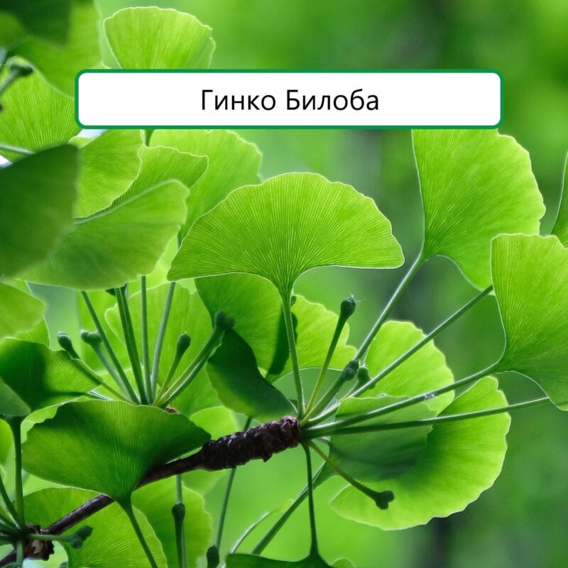 Здравитал Гинко Билоба