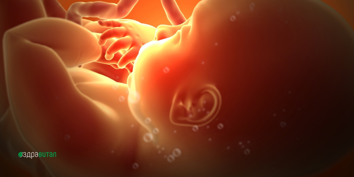 Тялото по време на бременност - Здравитал 2
