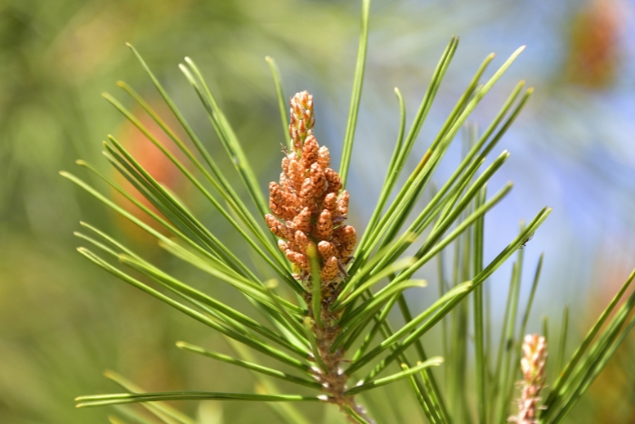 bor-Pinus-zdravital