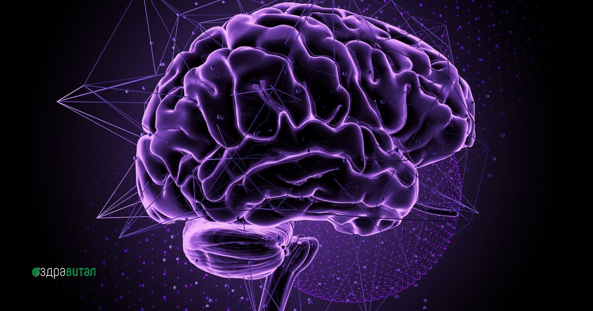 Какво се случва с тялото ни: Мозъчна функция и повишаване на когнитивните способности